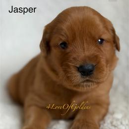 Jasper - Dark golden male Golden Retriever puppy in La Verne, California from 4LoveofGoldens