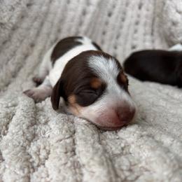 Chocolate And Tan Piebald - Piebald female Dachshund puppy in Blackstone, Virginia from Cheyenne's Dachshunds