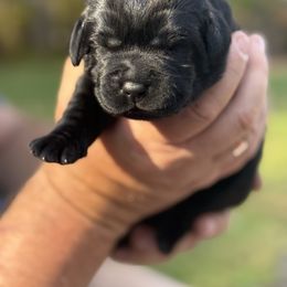 Labrador Retriever Puppies from Hillstone Labradors