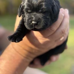Labrador Retriever Puppies from Hillstone Labradors