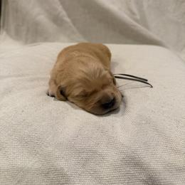 Male pick 1 - Golden male Golden Retriever puppy in Colville, Washington from Columbia Ridge Goldens