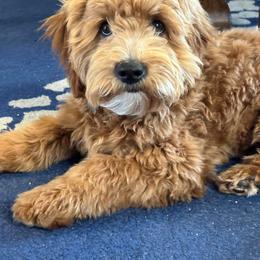 Aussiedoodle All Grown Up from Double E Doodles