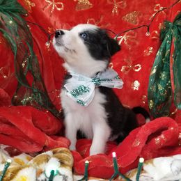 Drift - Black and white female Border Collie puppy in Albuquerque, New Mexico from Noko's dogs
