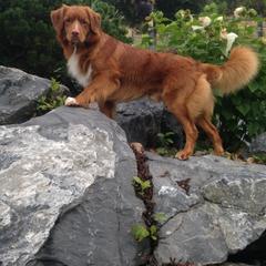 Nova Scotia Duck Tolling Retriever All Grown Up from Melinda Van's Nova Scotia Duck Tolling Retrievers