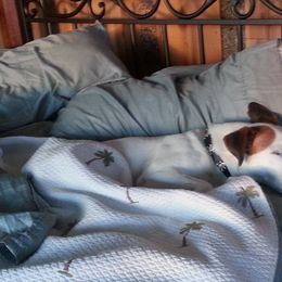 Russell Terriers from JTR Puppies
