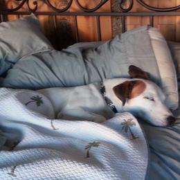 Russell Terriers from JTR Puppies