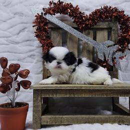 Q - Black tan and white male Japanese Chin puppy in Johnson City, Tennessee from Erin & Friends Japanese Chin