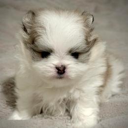 BENTLEY - Cream sable parti male Pomeranian puppy in Pavilion, New York from Calverton Pomeranians