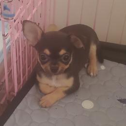 Daisy - Chocolate and tan female Chihuahua puppy in Lake George, New York from Moonhill Chihuahuas