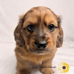 Shaded red dapple - Dapple male Dachshund puppy in Polk County, Florida from Jessi’s Mini Dachshunds