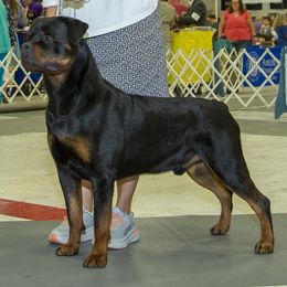 Cardigan Welsh Corgis, Keeshonden, and Rottweilers from KeeRocka Show Dogs