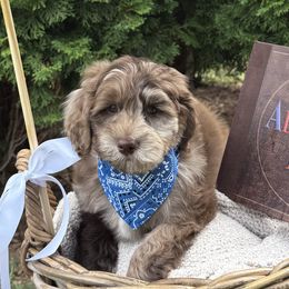 Bear - Merle male Goldendoodle puppy in Waterford, Michigan from Oh My Doodness!