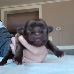 Tawny - Liver female Shih Tzu puppy in Brodnax, Virginia from Kbsshihtzus