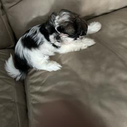Shih Tzu Puppies from Steps Preppy Pups