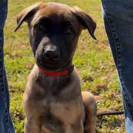 Red M - Red sable male Belgian Malinois puppy in Dewy Rose, Georgia from Rolling G Kennels