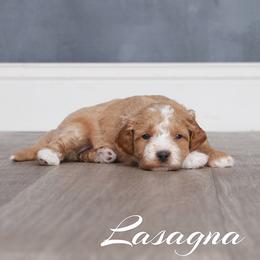 Lasagna (Red Collar) - Cream female Goldendoodle puppy in Guthrie, Oklahoma from Edmond Doodles, LLC