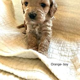Lincoln - Buff and white male Cockapoo puppy in Spring Valley, Wisconsin from Filipiak Breeders