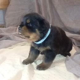 Rottweiler Puppies from Von Nuffosttor Rottweilers