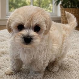 Daisy Darling - White female Maltipoo puppy in Greenville, North Carolina from ENC Goldendoodles And Maltipoos