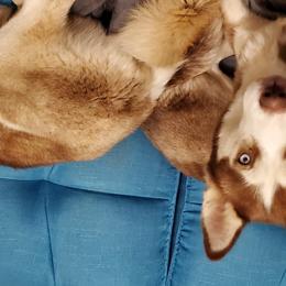 Frejya - Siberian Husky