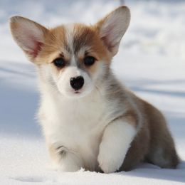 Yara - Red female Pembroke Welsh Corgi puppy in Pollock, Missouri from Northstar