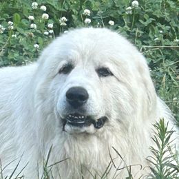 Mack - Great Pyrenees