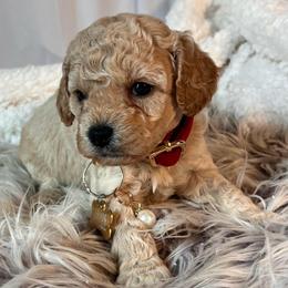 Elizabeth Blaire - female Cavapoochon puppy in Fairmont, West Virginia from Ruby Heirloom Companions