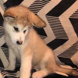 Alaskan Malamute Puppies from Moot Manor Malamutes