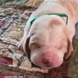 Dr Green Girl - Red and white female Basset Hound puppy in Hood River, Oregon from The Walls Hounds With Heart