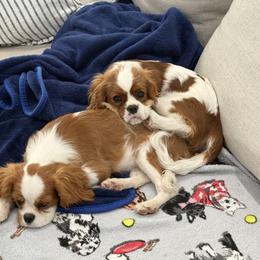 Cavalier King Charles Spaniel Puppies from Farmhouse Cavaliers NC