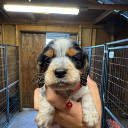 Girl 3 - Black white and tan female English Springer Spaniel puppy in Fort Meade, Florida from Lake in the Hills Springers