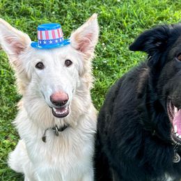 Shiloh Shepherds from Opal Shilohs