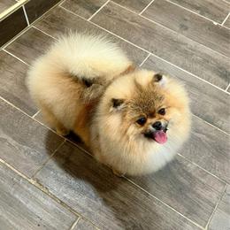 Archie - Orange sable male Pomeranian puppy in Hot Springs, Arkansas from Pomeranian Empire