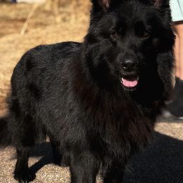 Ulana - German Shepherd