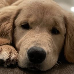 Golden Retrievers from Golden Paws Family