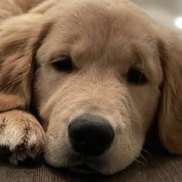 Golden Retrievers from Golden Paws Family