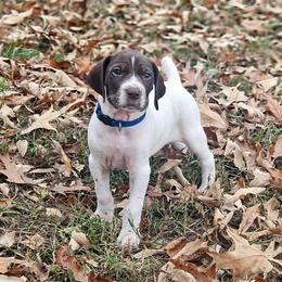 German Shorthaired Pointer Puppies from Jenny Ridge Kennels