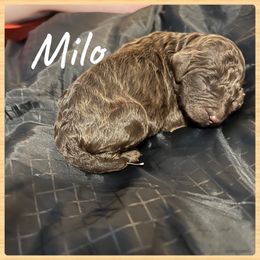 Boy 3 - Poodle puppy in Jackson, Kentucky from Ember’s Kennel of Poodles and Doodles