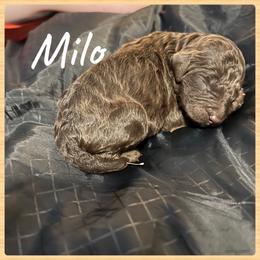 Boy 3 - Poodle puppy in Jackson, Kentucky from Ember’s Kennel of Poodles and Doodles