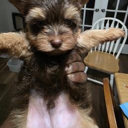 Yorkshire Terrier Puppies from Kalynn's Kuties