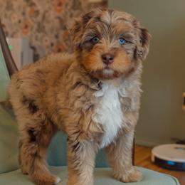 Aussiedoodle puppies from Amos and Oak Doodles