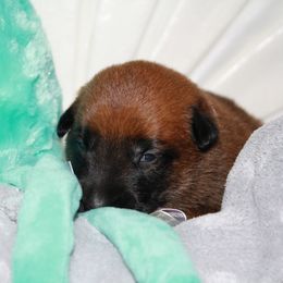 Belgian Malinois Puppies from Pyrex Kennels