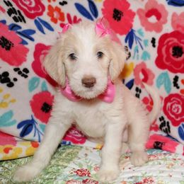 Labradoodle Puppies from Renee Cornish