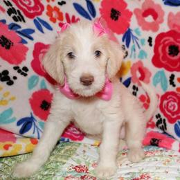 Labradoodle Puppies from Renee Cornish