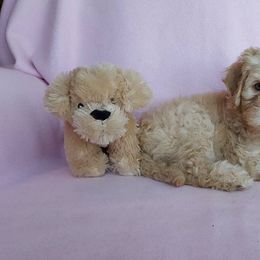 Australian Labradoodle Puppies from Bayside Labradoodles