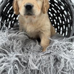 Golden Retriever Puppies from K & M Golden Retrievers