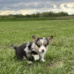 Boy 2 - Blue merle and white American Corgi puppy in Payson, Illinois from Creek Farm Corgis