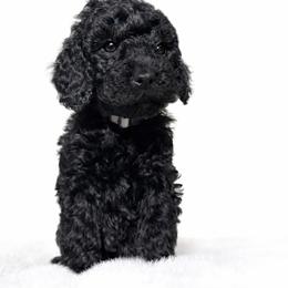 Smokey - Black male Goldendoodle puppy in Yakima, Washington from HoneyPaw Doodles