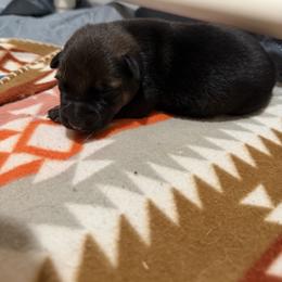 German Shepherd Puppies from Smithcoshepherds