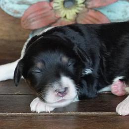 Kenzie Black and White Female - Black and white female Aussiedoodle puppy in Lawton, Oklahoma from Lindsey’s Aussies